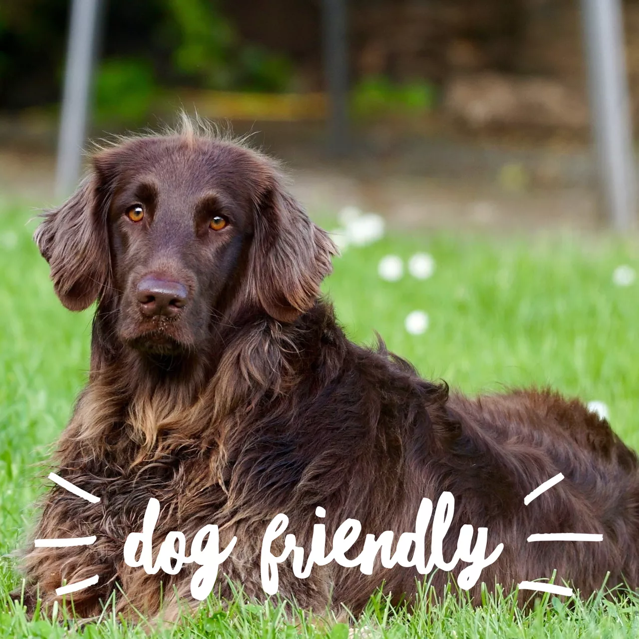 Dog friendly glamping